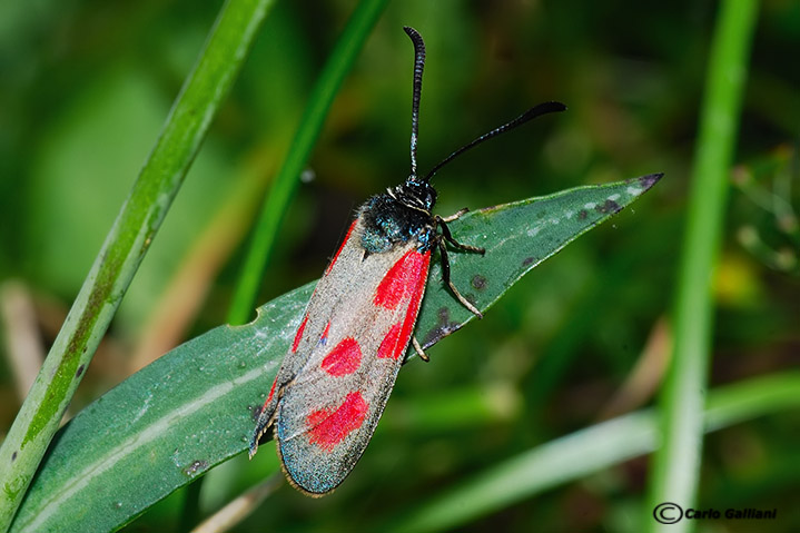 Zigene da identificare  - Zygaena  loti